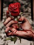 A 1 rosa d mi mano