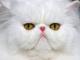 Avatar de Se�or Smith
