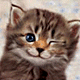 Avatar de joacko