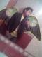 Avatar de kenyscorpio